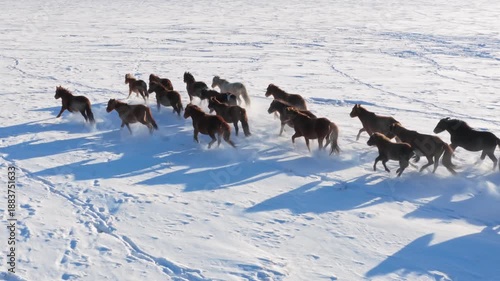 Running herd of horses on the snowfield