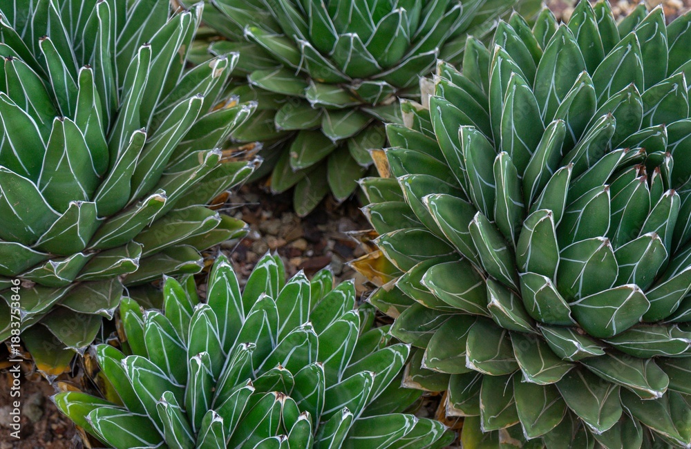 Obraz premium Close cluster of Queen Victoria agave (Agave victoriae-reginae), a succulent species from Mexico 