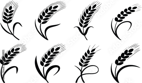 Vintage Harvest Botanical Illustration of Cereal Grains, Wheat Barley Rye Vector Set