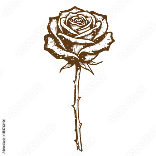 Drawing Vintage grunge  texture Brown rose illustration with thorns on stem  single flower with detailed petals and leaves