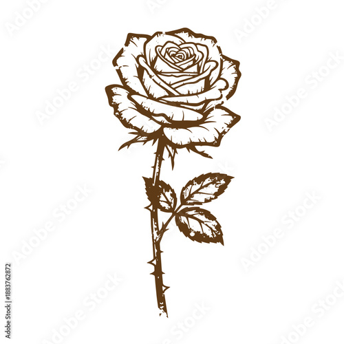 Drawing Vintage grunge  texture brown rose flower with leaves and thorns on stem isolated on white background