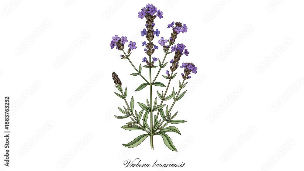 Obraz premium Beautiful purple flowers blooming on a green botanical stem