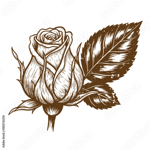 Drawing Vintage grunge  texture Brown rose with leaves on white background  a brown illustration of a rose and its leaves