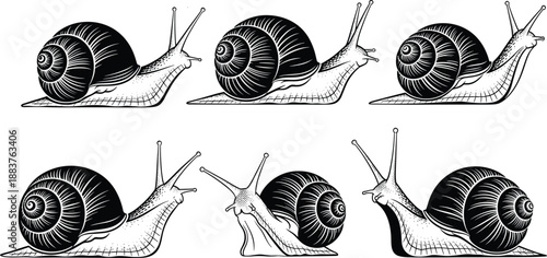 Hand drawn snail illustration set featuring detailed shells and crawling poses, vintage black and white engraving style vector art for nature education design