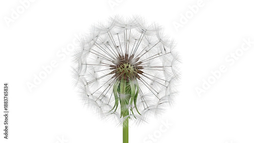Wallpaper Mural Close-up of a Dandelion Seed Head Against a White Background Torontodigital.ca