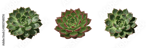 Tableau sur toile Set of Echeveria succulent plants with red edges isolated on white background