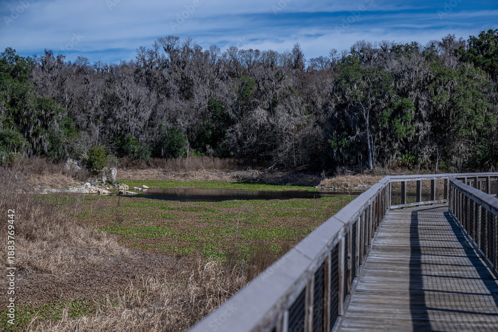 Fototapeta premium la chua trail, paynes prairie, gainesville, florida