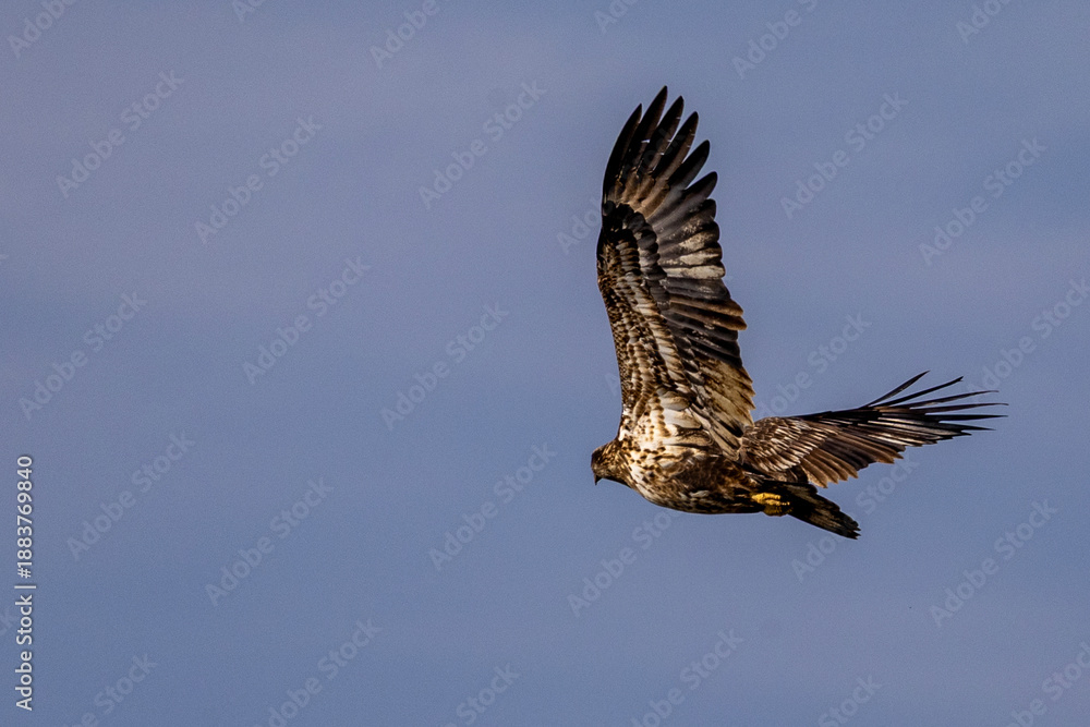 Fototapeta premium Eagle in flight