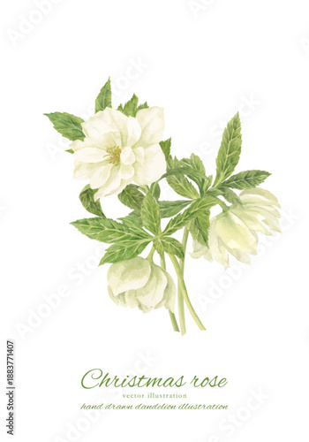 水彩で描いた白いクリスマスローズのイラスト