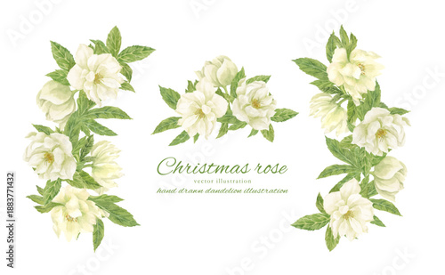 水彩で描いた白いクリスマスローズのイラスト