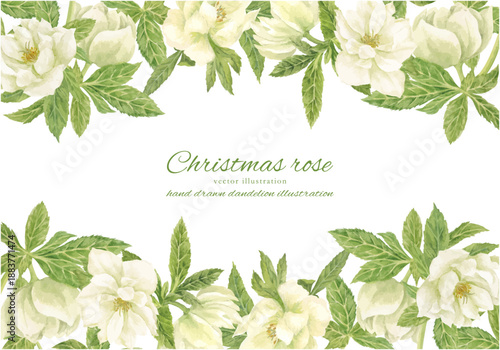 水彩で描いた白いクリスマスローズのイラスト