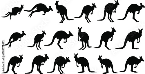 Black kangaroo silhouette vector collection featuring various poses like jumping hopping standing and grazing isolated on white background for wildlife nature and Australian outback design projects