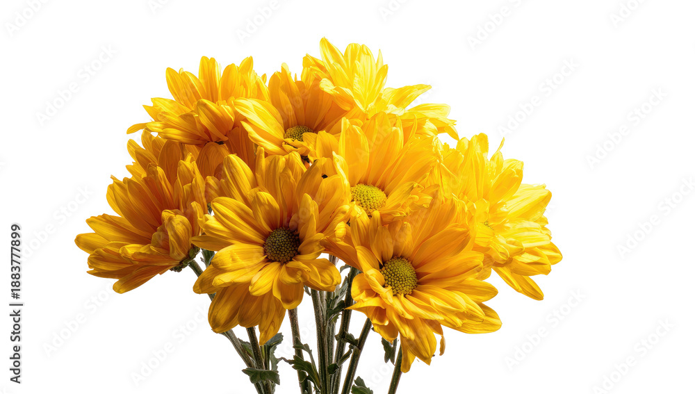 Fototapeta premium Close-up view of bright yellow chrysanthemums isolated against a stark black background