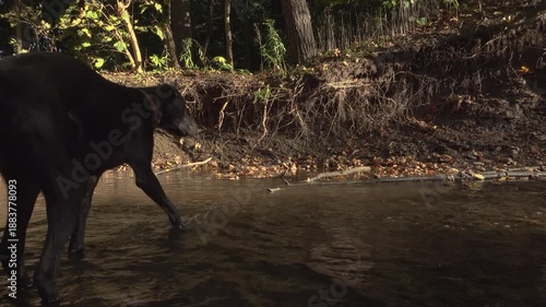 A big black dog walks across a sunny creek in a forest with exposed roots on the riverbank.