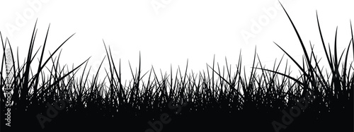 Black silhouette of tall wild grass blades and meadow weeds border isolated on white background for nature landscape design and summer outdoor spring backdrop (25 words)