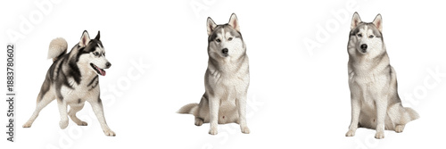 Photos Siberian Husky Dog Isolated on White Background, Husky Studio Portrait, Sibirskiy Khaski, साइबेरियन हस्की, Arctic Sled Dog Cutout, Blue Eyed Purebred Canine, Wolf Like Pet Image, Puppy