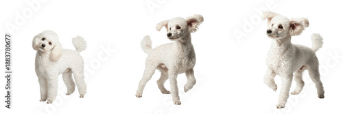 Foto Poodle Dog Isolated on White Background, Standard Poodle Studio Portrait, Caniche, पुडल, Elegant Purebred Pet Cutout, Curly Haired Canine, French Poodle, Groomed Show Dog, White Toy Poodle Standing