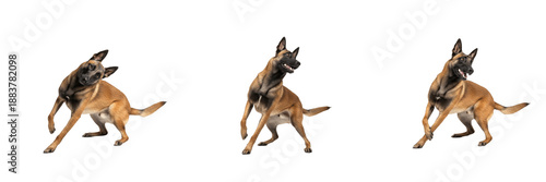 Photos Belgian Malinois Dog Isolated on White Background, Belgian Shepherd Studio Shot, Berger Belge Malinois, बेल्जियम मालिनोइस, Purebred Guard Dog Cutout, Athletic Police Canine, Working Dog
