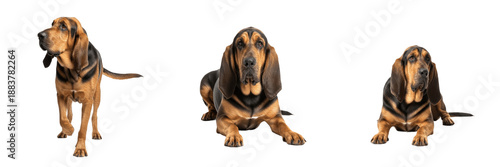 Obraz na płótnie Bloodhound Dog Isolated on White Background, St