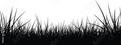 Black silhouette of tall wild grass blades and meadow weeds border isolated on white background for nature landscape design and summer outdoor spring backdrop (25 words)