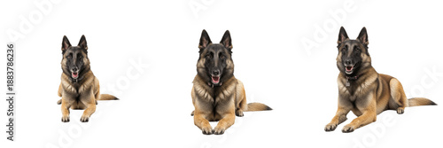 Bilde på lerret Belgian Tervuren Dog Isolated on White Background, Long Haired Belgian Shepherd Studio Shot, Berger Belge Tervueren, बेल्जियन टेरव्यूरेन, Purebred Herding Dog Cutout, Alert Standing Canine