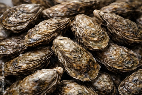 Wallpaper Mural Close up view of whole fresh oysters with layered shells, highlighting raw seafood texture, natural marine patterns, and unprocessed shellfish used in food and aquaculture Torontodigital.ca
