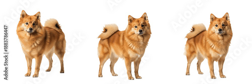 Foto Finnish Spitz Dog Isolated on White Background, Suomenpystykorva Studio Portrait, फिनिश स्पिट्ज़, Purebred Red Fox Like Dog Cutout, Small Hunting Spitz, Barking Bird Dog, Standing Pet Image