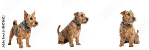 Φωτογραφία Glen of Imaal Terrier Isolated on White Background, Wicklow Terrier Studio Portrait, टेरियर, Purebred Irish Terrier Cutout, Low Slung Rough Coated Canine, Rare Small Breed Standing, Pet Image
