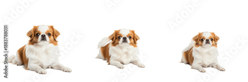 Φωτογραφία Japanese Chin Dog Isolated on White Background, Japanese Spaniel Studio Shot, Chien Japonais, 狆, जापानी चिन, Purebred Toy Breed Cutout, Long Haired Flat Faced Canine, Small Royal Pet Portrait