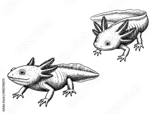 Axolotl engraving illustration for scientific luxury branding