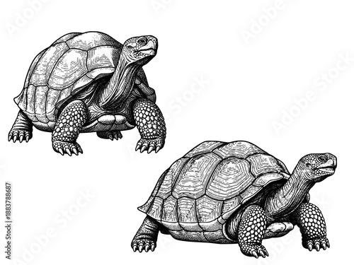 Galapagos tortoise engraving illustration for conservation luxury branding