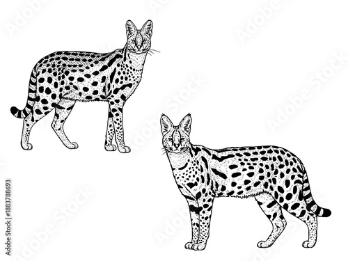 Serval cat engraving illustration for elegant predator branding