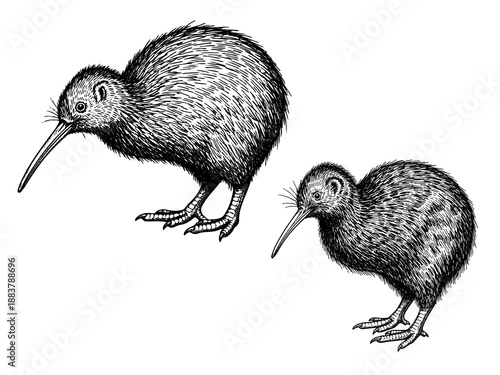 Kiwi bird engraving illustration for exclusive national branding