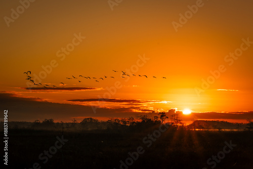 Obraz na plátně A flock of birds in silhouette flies across an orange and yellow sky as the sun rises over a tranquil Florida wetland or marsh