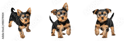 Photos Yorkshire Terrier Puppy Isolated on White Background, Yorkie Studio Shot, योर्कशायर टेरियर, Small Purebred Toy Breed Cutout, Long-Haired Blue and Tan Puppy, Standing Cute Pet Image