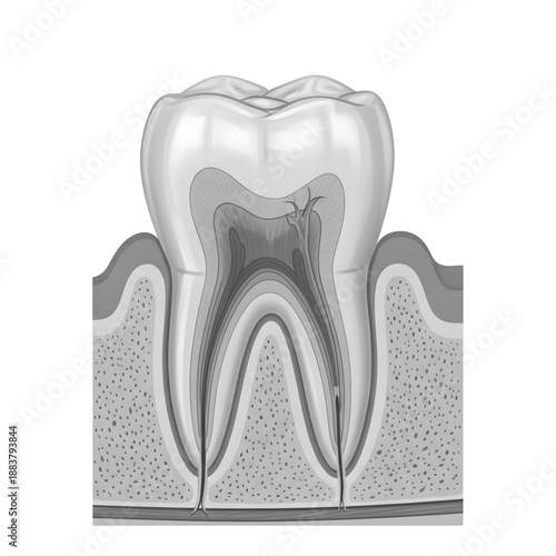Tooth Anatomy Cross Section
