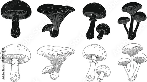 Vector black silhouettes and outline sketches of wild forest mushrooms set for autumn nature food design elements and botanical vintage icons collection