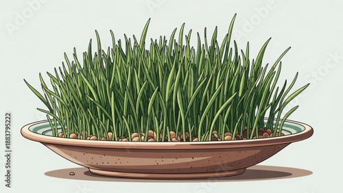 Fresh green wheatgrass growing in a shallow bowl a healthy plant for juicing and natural remedies isolated on a light background