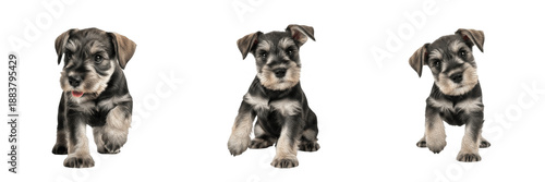 Miniature Schnauzer Puppy Isolated on White Background, मिनिएचर श्नौज़र, Bearded Small Terrier, Purebred Salt and Pepper Young Canine, Standing Baby Pet Portrait. © Badai