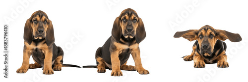 Obraz na plátne Bloodhound Puppy Isolated on White Background, ब्लडहाउंड, Famous Scent Hound, Purebred Wrinkled Young Canine, Large Floppy Eared Standing Baby Pet