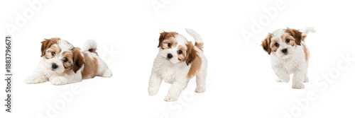 Fotografie Havanese Puppy Isolated on White Background, हवानीज़, Silk Dog, Purebred Long Ha