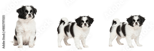 Bilde på lerret Japanese Chin Puppy Isolated on White Background, जापानी चिन, Japanese Spaniel, Purebred Silky Coated Young Canine, Small Standing Baby Pet Portrait