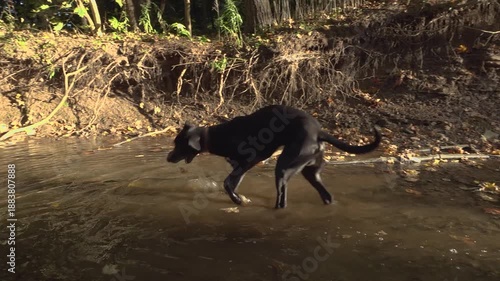 A tall black dog plays in the water of a shallow sunny stream that runs through a forest.