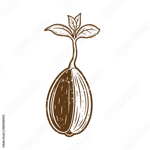 Drawing Vintage grunge  texture brown illustration of a sprouting seed with leaves on top isolated on white background