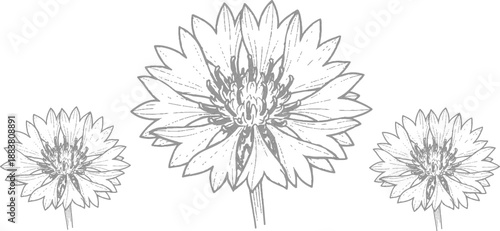 Vector illustration of a black and white chrysanthemum flower isolated on a white background with a nature pattern and macro bloom beauty