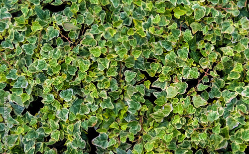 Top-down view of many vibrant green ivy leaves growing closely together