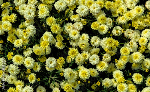 Top-down view of many yellow flowers growing closely together