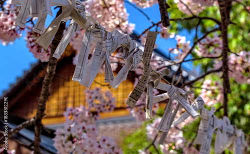 Selective focus on a number of Japanese paper fortunes tied along a length of twine, with a shrine building and blooming cherry blossoms visible in the background