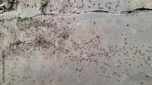 Black ants trail on concrete floor, top view macro photography of Formicidae insect colony swarm, nature teamwork and cooperation concept, pest control and wildlife animal behavior.
