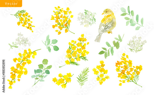 Watercolor vector clipart set with abstract hand painted mimosa flowers, white wild flowers and little bird for post card, web, banner, stationary and pattern.